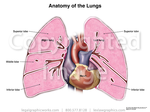 Anatomy General - Anatomy Drawing Diagram