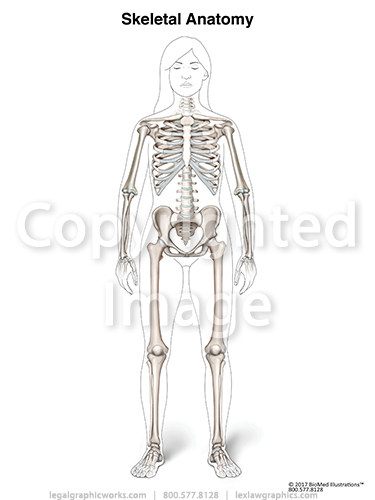 Skeleton Body Female - Legal Graphicworks