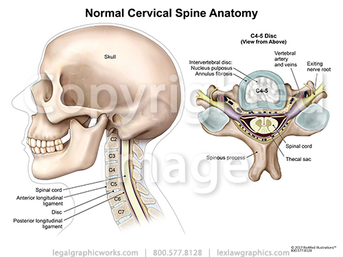 spine2d version